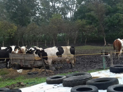 U ovo doba godine krave su vani samo po danu