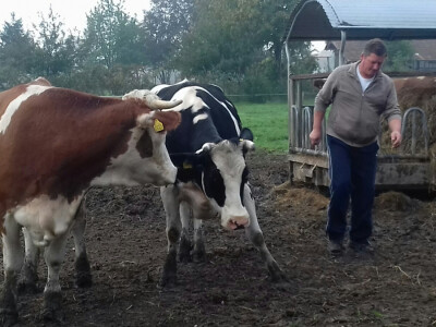 Za posao s kravama zadužen je Nikola