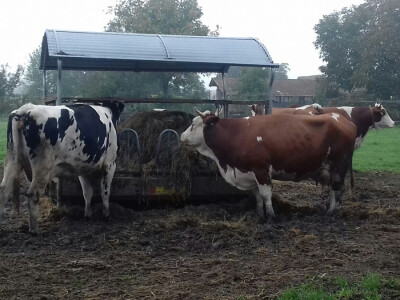 Trenutna otkupna cijena je 2,60 kn