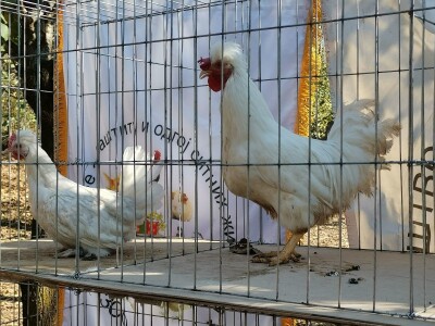 Domaća autohtona živina važan resurs Srbije