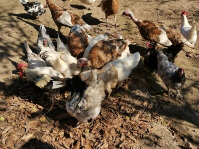 Domaća autohtona živina važan resurs Srbije