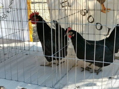 Domaća autohtona živina važan resurs Srbije