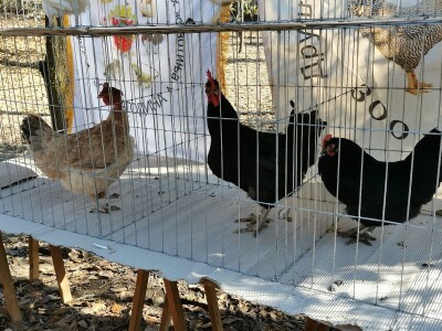 Domaća autohtona živina važan resurs Srbije