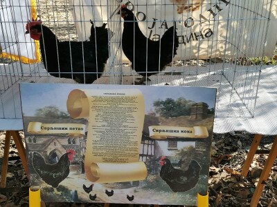 Domaća autohtona živina važan resurs Srbije