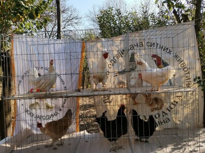 Domaća autohtona živina važan resurs Srbije