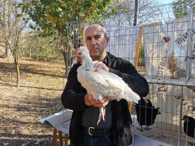 Domaća autohtona živina važan resurs Srbije