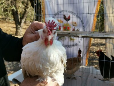 Domaća autohtona živina važan resurs Srbije
