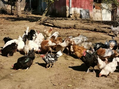 Domaća autohtona živina važan resurs Srbije