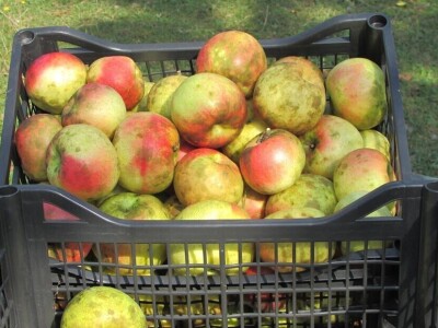 Domaća rakija Mirka Vojnovića iz Velike Žuljevice