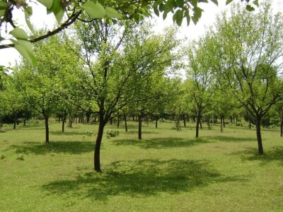 Domaća rakija Mirka Vojnovića iz Velike Žuljevice