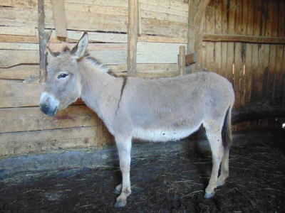 Domaći magarac