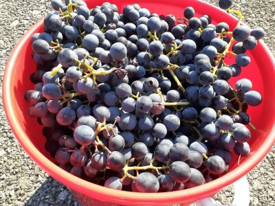 Domaći sok od mirisavke – vitaminska „bomba“