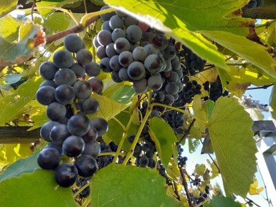 Domaći sok od mirisavke – vitaminska „bomba“