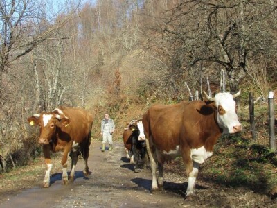 Domaćinstvo Sladojević
