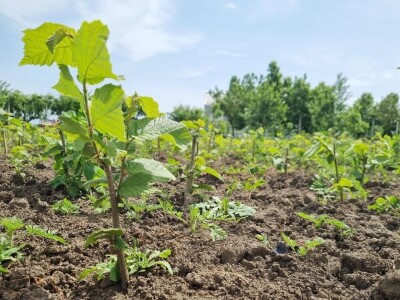 Domagoj Dropulić- uzgoj lijeske