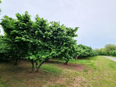 Domagoj Dropulić- uzgoj lijeske