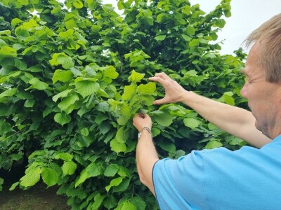 Domagoj Dropulić- uzgoj lijeske