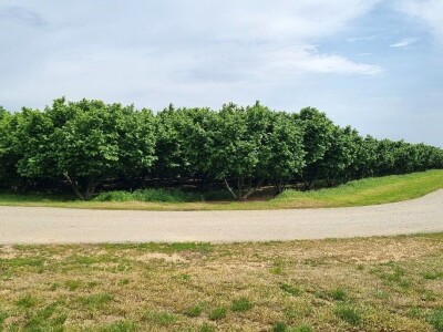 Domagoj Dropulić- uzgoj lijeske