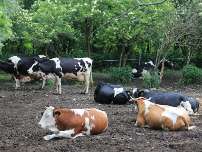 Trenutno imaju 37 grla