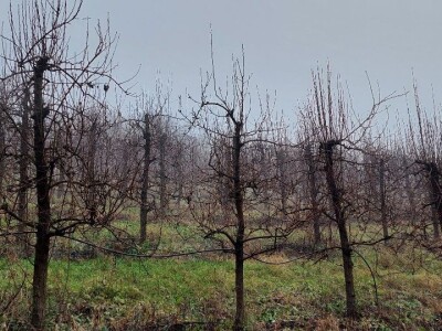Dominacija vrhova krošanja kod voćaka