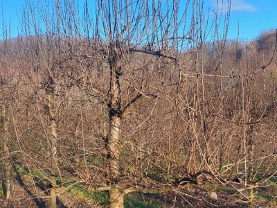 Dominacija vrhova krošanja kod voćaka