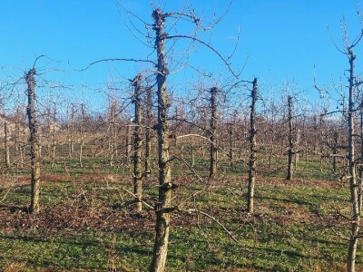 Dominacija vrhova krošanja kod voćaka