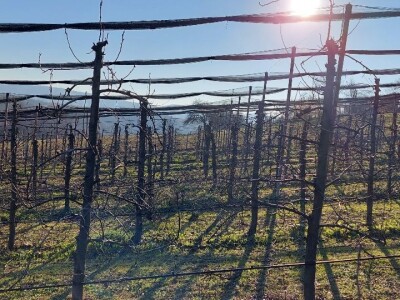 Dominacija vrhova krošanja kod voćaka