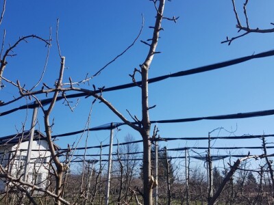 Dominacija vrhova krošanja kod voćaka