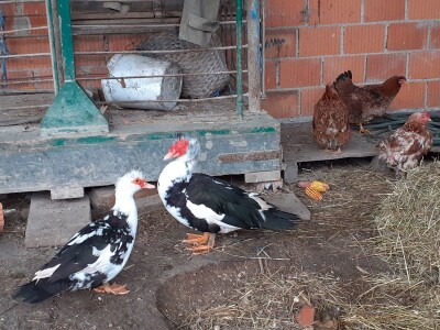 Donacija za Banovinu