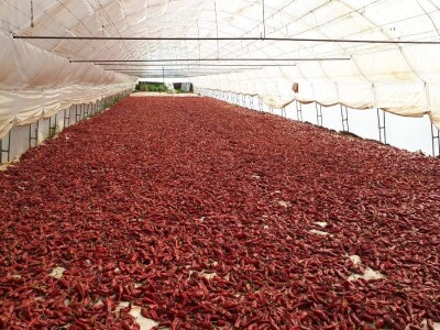 Donja Lokošnica je i ove jeseni "carstvo paprike"