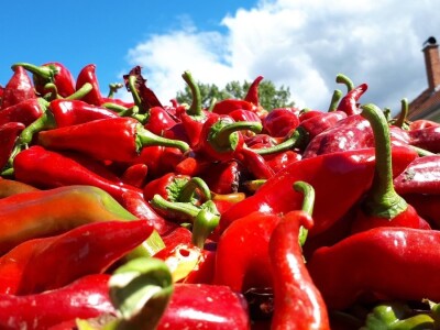 Donja Lokošnica je i ove jeseni "carstvo paprike"