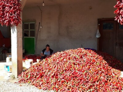 Donja Lokošnica je i ove jeseni "carstvo paprike"