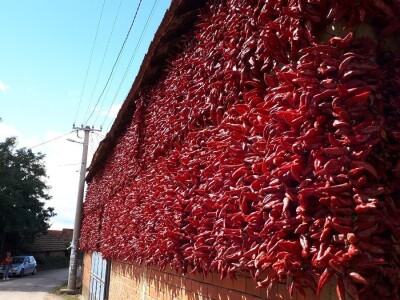 Donja Lokošnica je i ove jeseni "carstvo paprike"