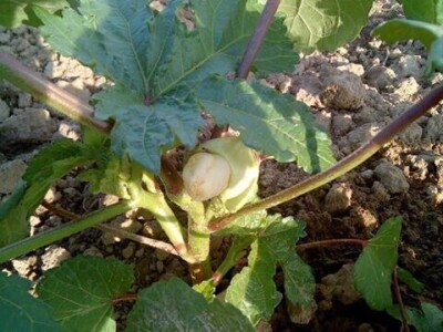 Đonlići uzgajaju bamiju na 8 duluma - ručno ju okopavaju do četiri puta Đonlići uzgajaju bamiju na 8 duluma - ručno ju okopavaju do četiri puta