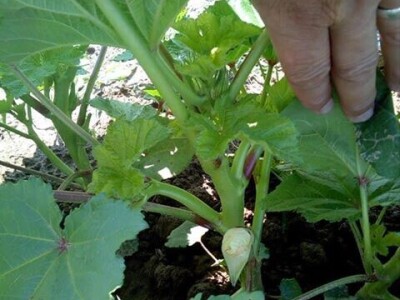 Đonlići uzgajaju bamiju na 8 duluma - ručno ju okopavaju do četiri puta Đonlići uzgajaju bamiju na 8 duluma - ručno ju okopavaju do četiri puta