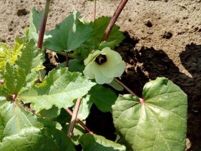 Đonlići uzgajaju bamiju na 8 duluma - ručno ju okopavaju do četiri puta Đonlići uzgajaju bamiju na 8 duluma - ručno ju okopavaju do četiri puta