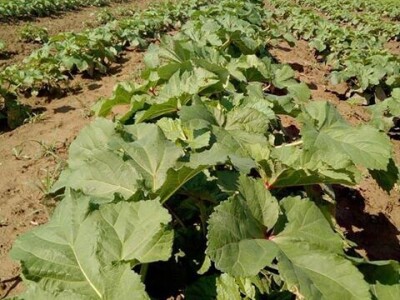 Đonlići uzgajaju bamiju na 8 duluma - ručno ju okopavaju do četiri puta Đonlići uzgajaju bamiju na 8 duluma - ručno ju okopavaju do četiri puta