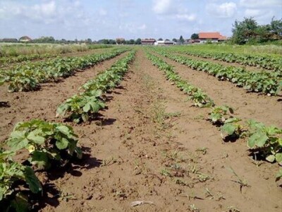 Đonlići uzgajaju bamiju na 8 duluma - ručno ju okopavaju do četiri puta Đonlići uzgajaju bamiju na 8 duluma - ručno ju okopavaju do četiri puta