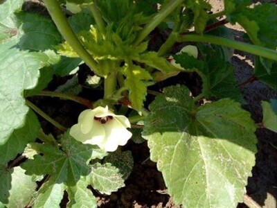 Đonlići uzgajaju bamiju na 8 duluma - ručno ju okopavaju do četiri puta Đonlići uzgajaju bamiju na 8 duluma - ručno ju okopavaju do četiri puta