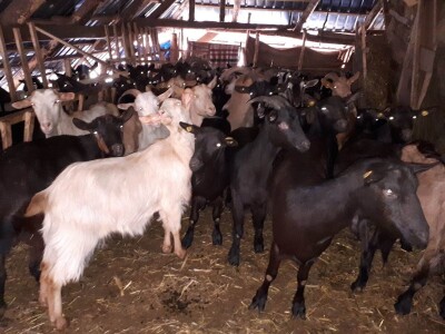 Dopče i Anđa: Naše koze su sestre srna, jeleni im dolaze, od vukova ih teško branimo