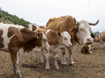 Dopremanje vode za stoku na Suvoj planini