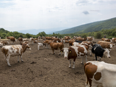 Dopremanje vode za stoku na Suvoj planini