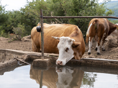 Dopremanje vode za stoku na Suvoj planini