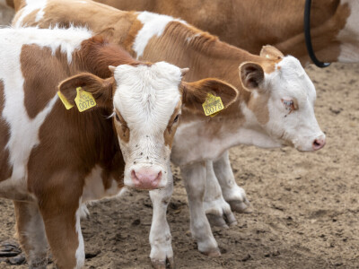 Dopremanje vode za stoku na Suvoj planini