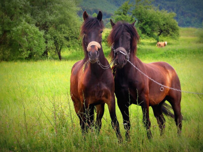 Dora i Gavran Dora i Gavran