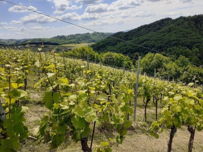 Doručak u vinogradu