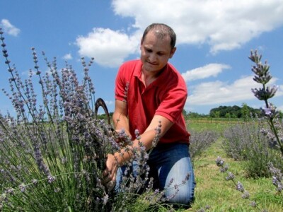 Lavandu žanju ručno, srpom