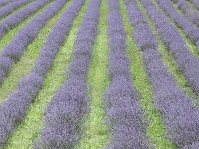 Lavanda snimljena 2013 u Kozaricama