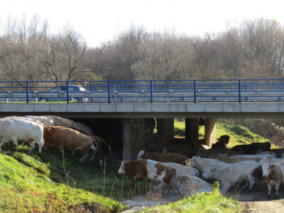 Prolaz za stoku ispod auto-ceste Zagreb-lipovac