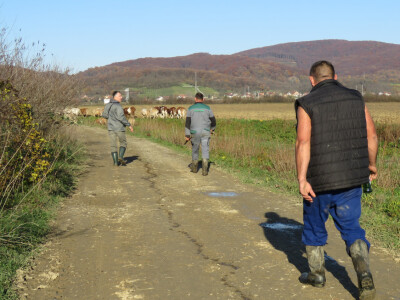 Povratak iz Mokrog polja